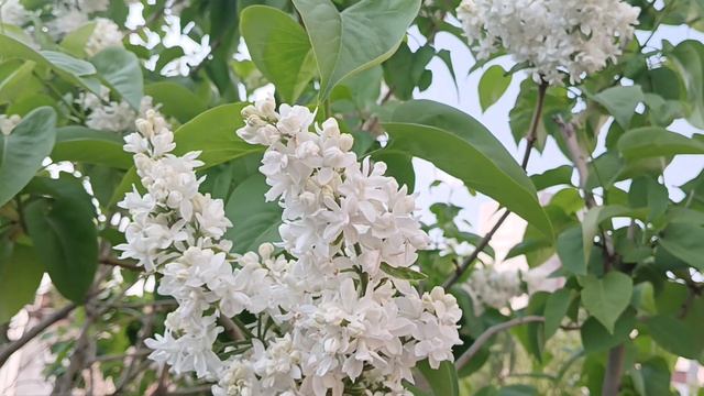 БЕЛАЯ СИРЕНЬ LILAC CYRINGA L СИРЕНЬ красота