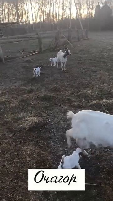 Родители пришли забирать  детей из детского сада, но не могут отличить своих от чужих #козочкаалмеру