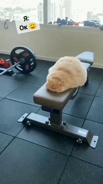Спорт это жизнь