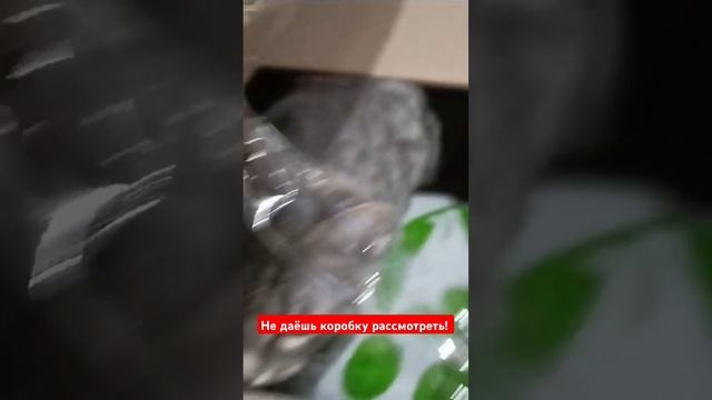 Для кошки Неко пришла посылка! И как же ей интересно!  #забавныеживотные  #неко  #проделки неко