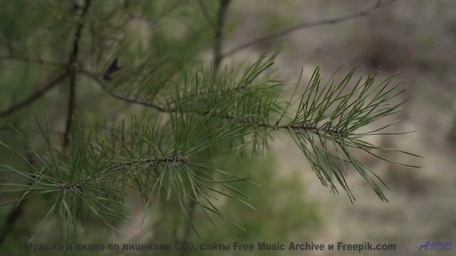 Музыка для цифрового рая - готовы ли вы к загрузке - Lantern Music -- A. A. Aalto -- Fest