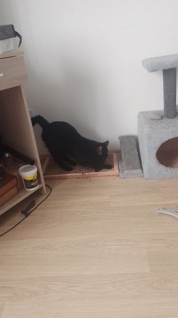 кот