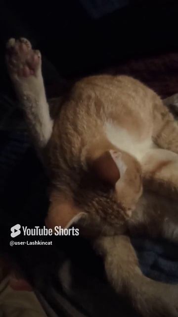 Нога кота по утрам..mp4