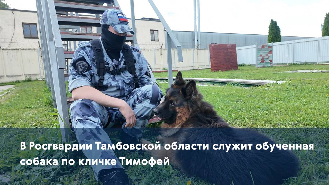 В Росгвардии Тамбовской области служит обученная собака по кличке Тимофей