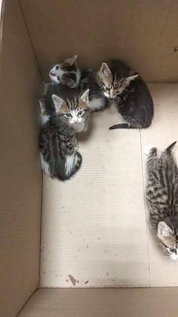 Выбросили котят на улицу ...