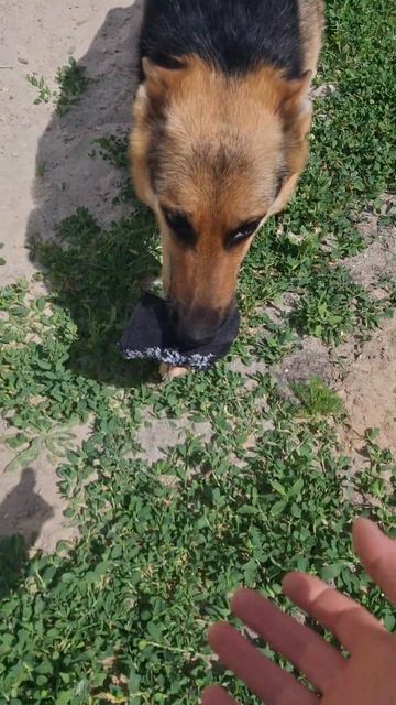 Кругом одни воришки #суперсобака #собака