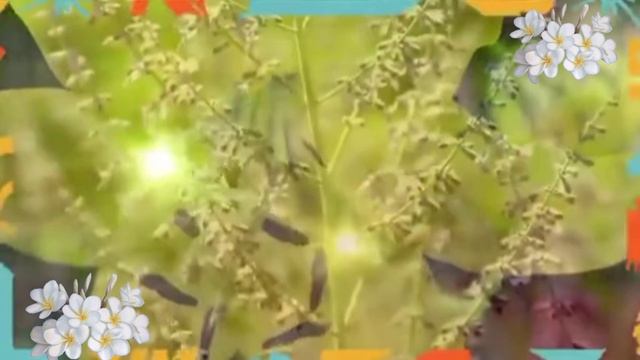 День летнего солнцестояния. Музыкальная открытка поздравление.