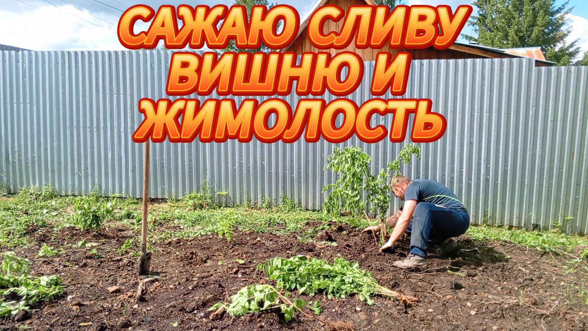 САЖАЮ СЛИВУ, ВИШНЮ, ЖИМОЛОСТЬ И СМОРОДИНУ