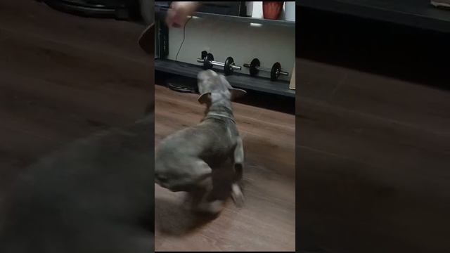 Французский Бульдог выполняет команды