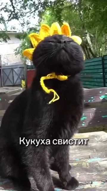 1000003960.mp4