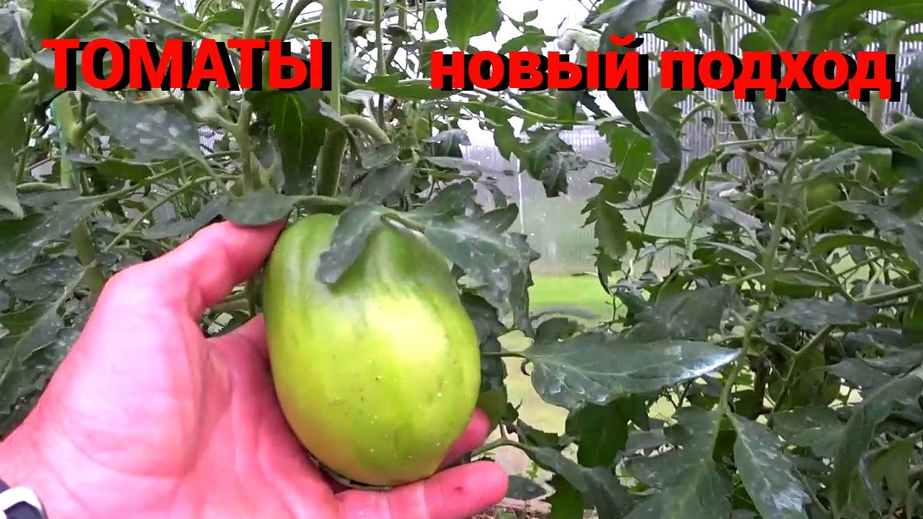 НОВЫЕ ПОЛЕЗНЫЕ МОМЕНТЫ ВЫРАЩИВАНИЯ ТОМАТОВ. ЧУДО-ЯМЫ. ПАРТЕНОКАРПИН и УДОБРЕНИЯ.