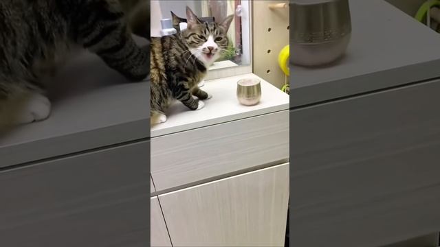 Смешные кошки