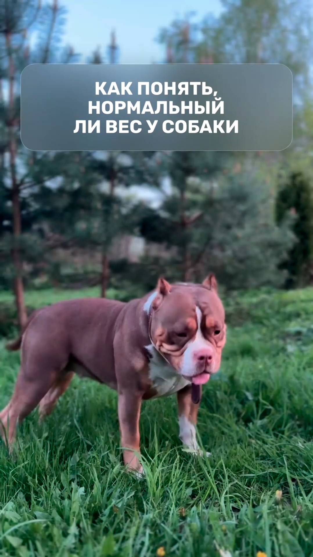 Как понять, нормальный ли вес у собаки