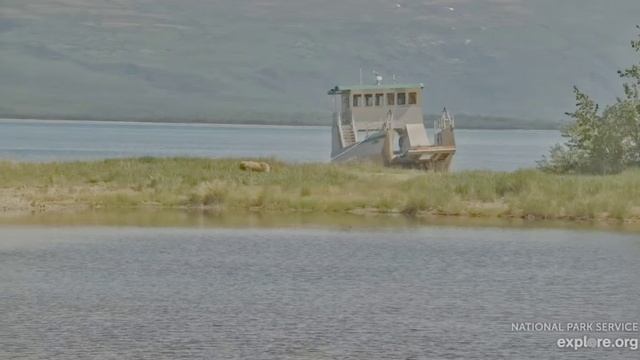 Медвежонок с мамой пошли на другое место за рыбой