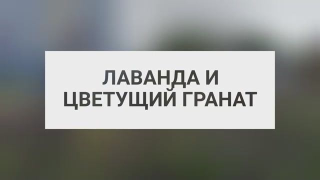 Лаванда и цветущий гранат