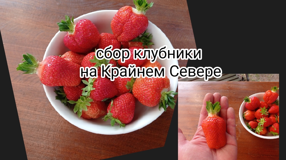 жизнь на Кранем Севере/сбор клубники/изменения в природе