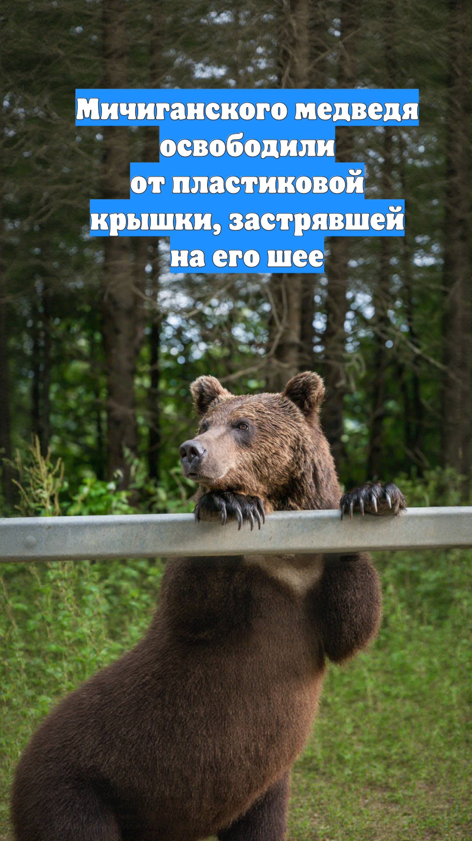 Мичиганского медведя освободили от пластиковой крышки, застрявшей на его шее