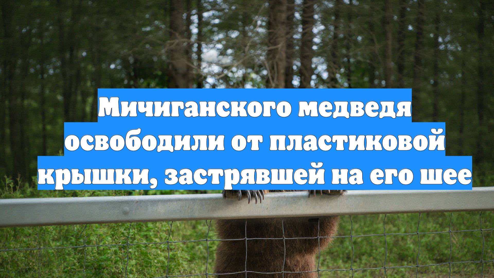 Мичиганского медведя освободили от пластиковой крышки, застрявшей на его шее