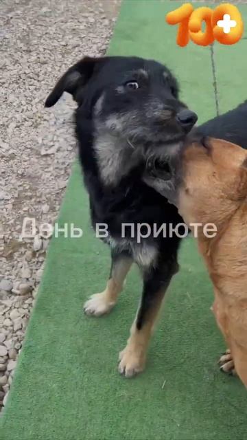 Наши милашки