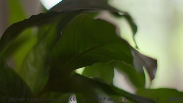 Музыка, которая звучит как ночь, полная страсти... - Triste Triste (XXVII) -- opo -- Estudios Indige