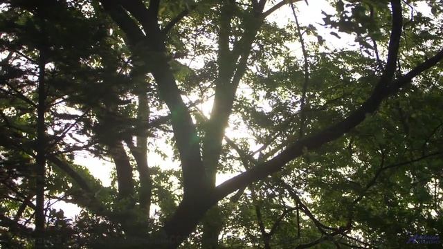 Музыка, которая звучит как первое признание в любви... - Just-Because -- Ketsa -- Dimensions