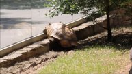 Шпороносные черепахи на улице 16.06.2025