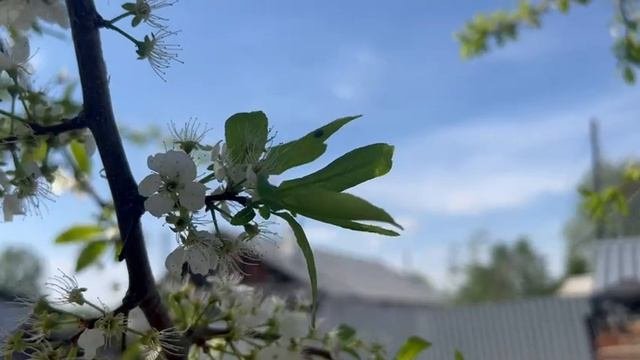 Мой вайб