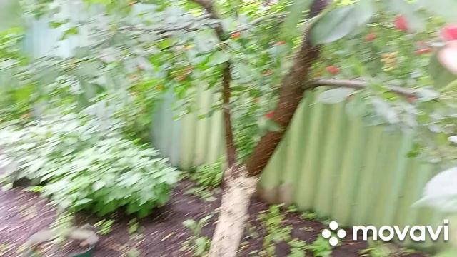 В огороде