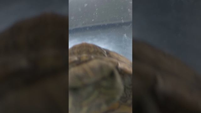 Черепаха данатела гордится вами и любит вас❤️❤️❤️❤️❤️😘😍😘😍😘😘😍🐢🐢🐢🐢