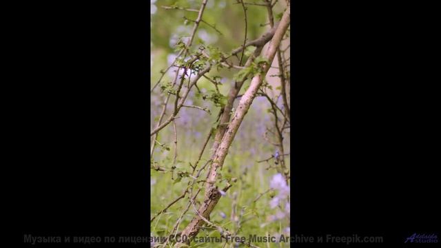 Кадры, сгенерированные нейросетью за секунду - технологии будущего! - Old Age -- HoliznaCC0 -- Only