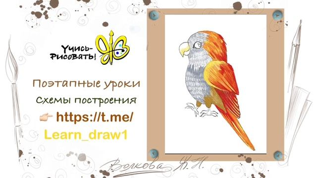 как нарисовать попугая