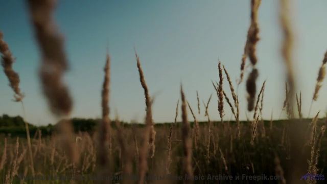 Эта композиция создана квантовой запутанностью - услышьте связь всего со всем! - Underwater Explorat