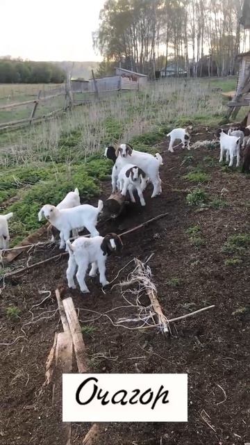 Когда  детство играет в  одном  месте #goat #козочкаалмеру #прикол  #животные #козы #тикток