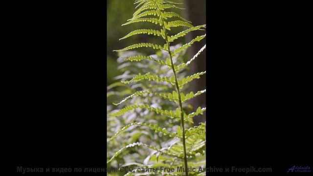 Дорога, звёзды и музыка, которая сводит вас с ума! - Hello Beloved -- Ayla Nereo -- Beheld