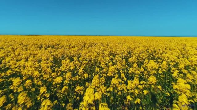Леса шепчут мелодию прямо в душу зрителя - Where the Sun Set -- Independent Music Licensing Collecti