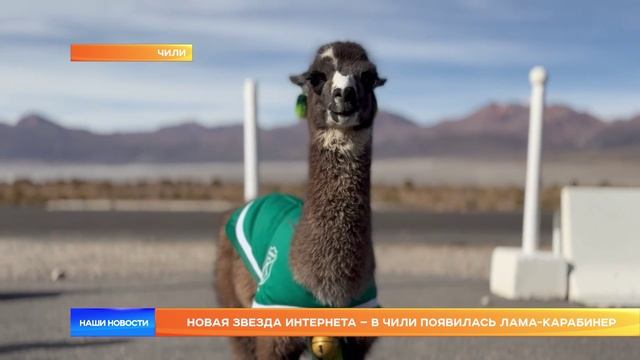 Новая звезда интернета – в Чили появилась лама-карабинер