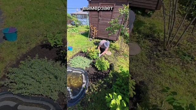 Как я обновила цветник у крыльца за один день!