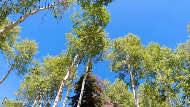 How To Cut Down a Tree With No Tools