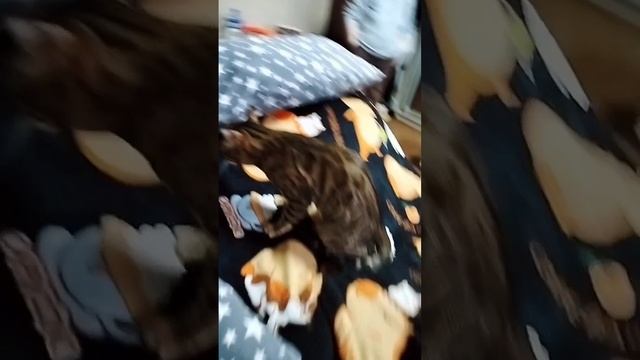 На моём канале 1000 просмотров🎉🥳
