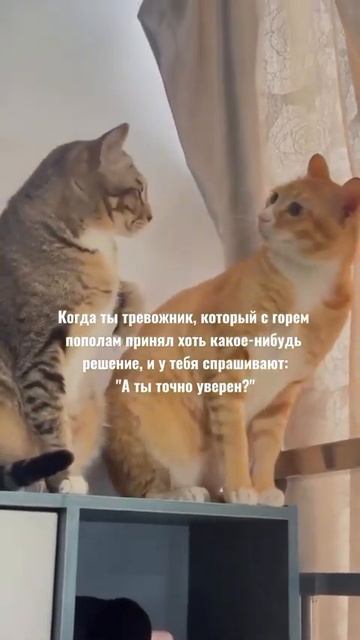 КОГДА ЧАСТО ПОСЕЩАЮТ СОМНЕНИЯ В СВОИХ РЕШЕНИЯХ#психология#саморазвитие#котики#юмор#приколы#тревога