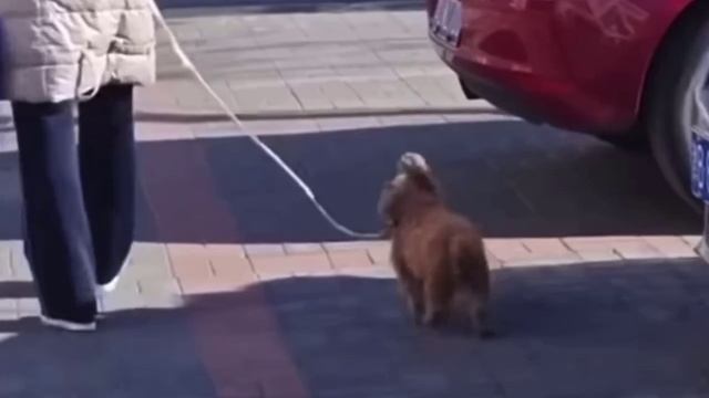 Прекрасное начало дня🕺😂