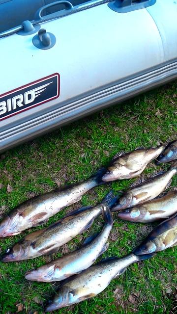 КАК ВАМ УЛОВ? #shorts #рыбалка #fishing #рыба #fish #эдвардкосичка  #природа #nature #отдых #rest