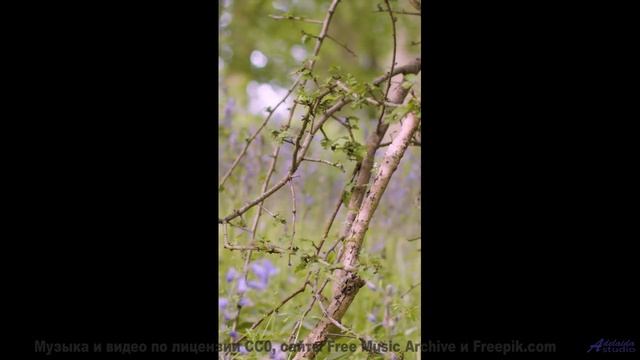 Музыка и виды вместе создают чистую магию - Dios del Hambre (XLV) -- opo -- Estudios Indigeniformes