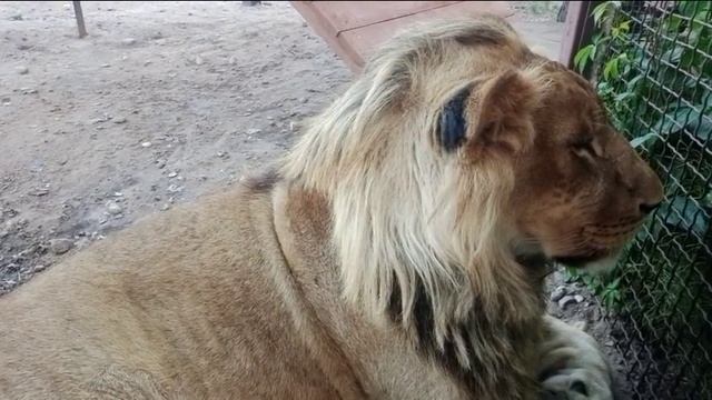 Аист, Шерхан и Порш. Видео от опекуна Светланы