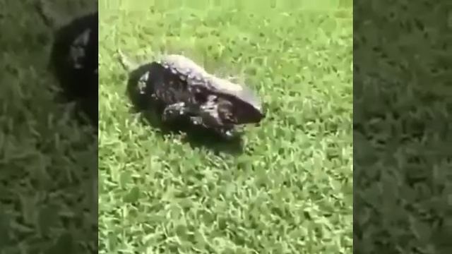 Здрасьти!
