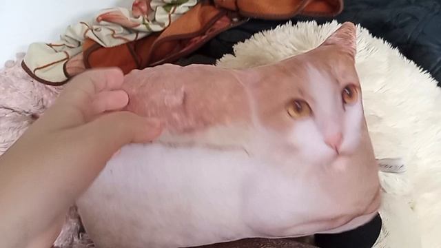ЗАСТАВКА СЕРИЙ ВЕСЕЛЫЕ КОТЯТА! 😸