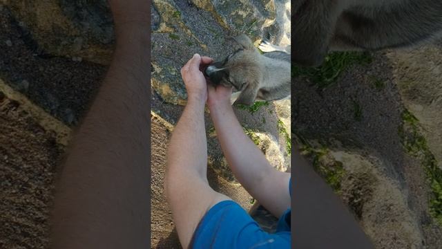 Поим собачку с рук. Каспийское море. Дербент.