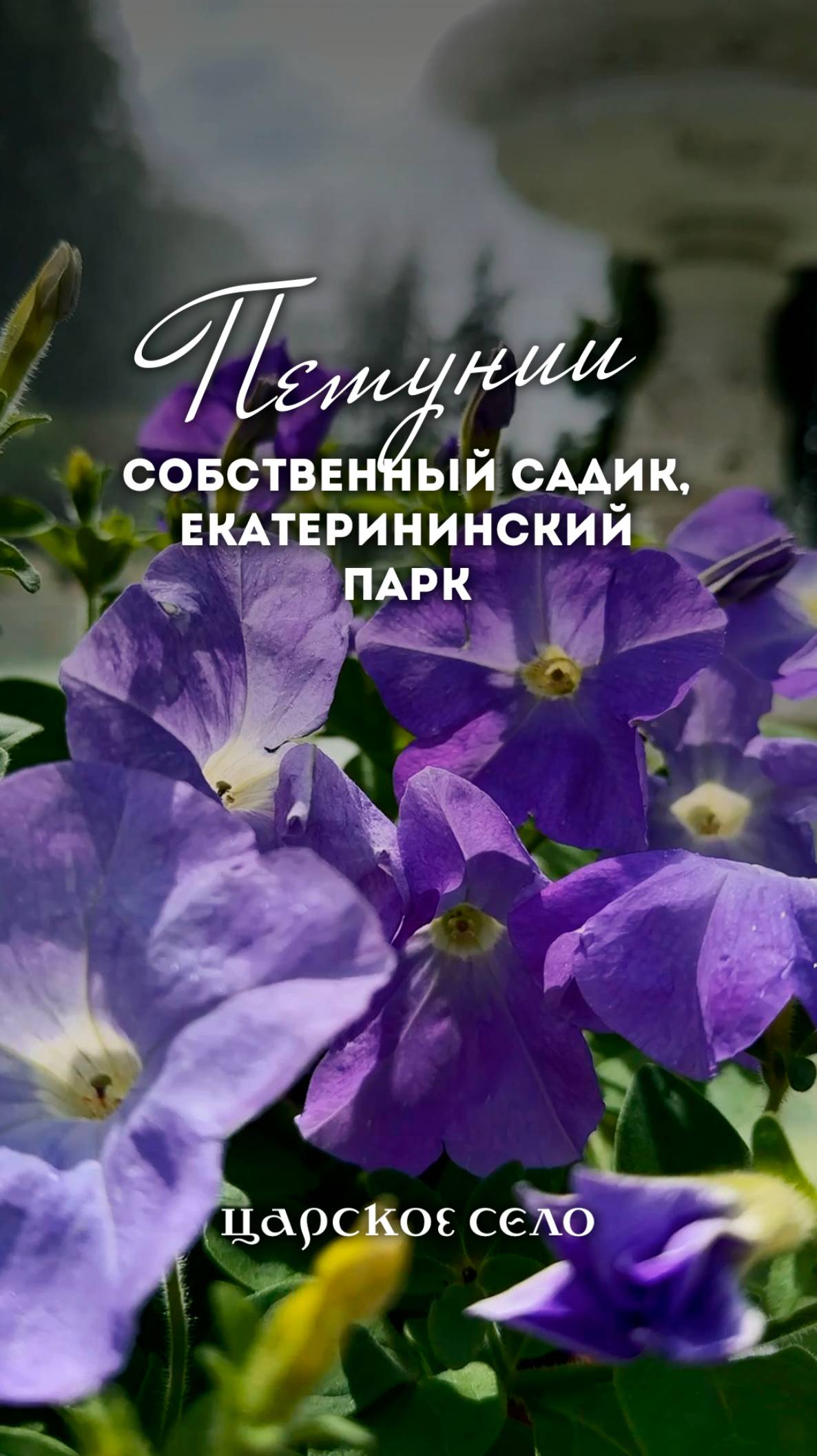 Июнь, фонтан, петунии. Минута красоты из Собственного садика