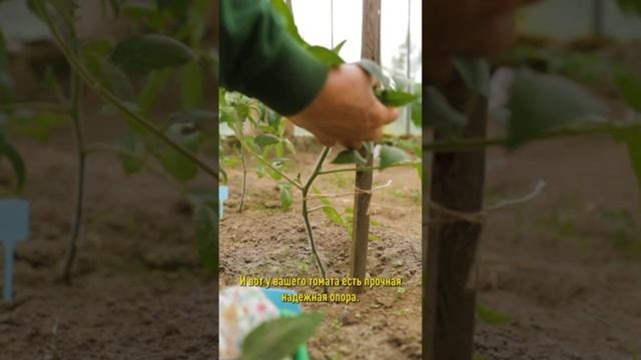 🍅 ТОМАТЫ БУДУТ УСЫПАНЫ ПЛОДАМИ И НЕ ЗАБОЛЕЮТ ФИТОФТОРОЙ! Правильная подвязка – секрет урожая! 🌿