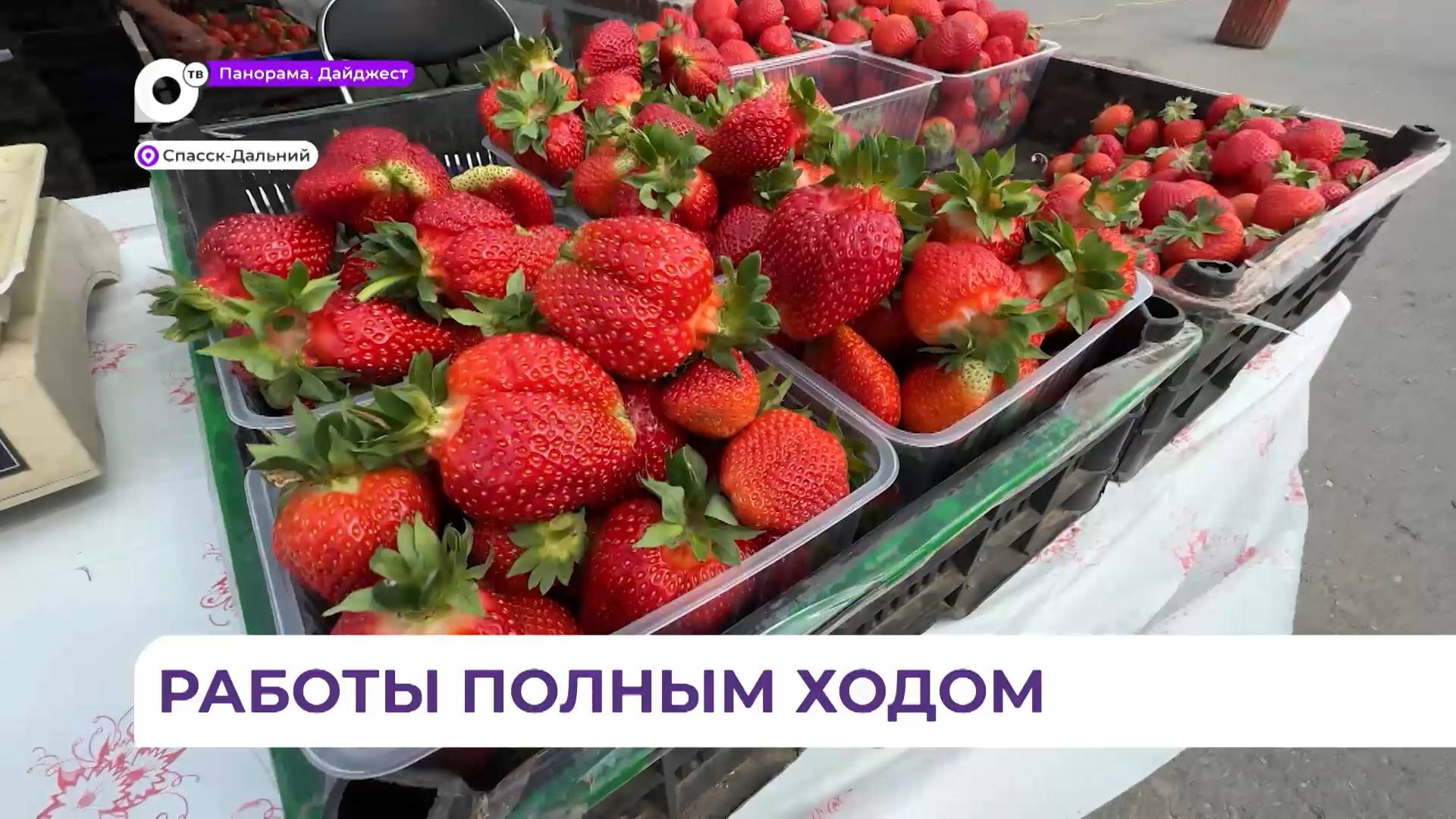 Спасск-Дальний станет «Клубничной столицей Приморья»